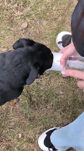 Here is a description of the video:
The video shows a black dog being offered water from a portable water bottle. The dog is held by a person, who has on jeans and white sneakers with black trim. They are standing on grass with dead leaves scattered around. The camera moves around the dog as it drinks. The dog is black with some brown markings on its legs. The water bottle is white and gray.