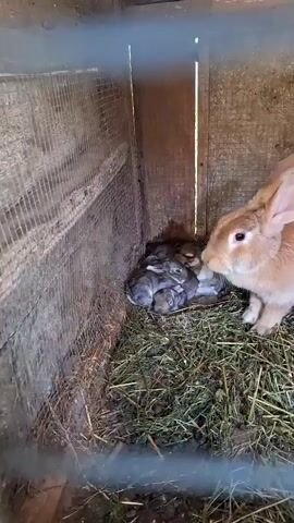 A mama rabbit is shown tending to her litter of newborn bunnies in a wooden hutch filled with hay. The kits are huddled together in a nest, their eyes closed and fur still developing. The mother rabbit watches over them, occasionally nudging them with her nose. The cage is constructed of wood and wire mesh.