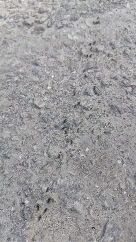 A close-up, ground-level video shot in Rybolovo, Russia, shows numerous small, black ants moving across a rough, grey, paved surface. The ground appears to be asphalt or compacted gravel, characterized by varying shades of grey, small stones, and patches of dirt. The ants are scattered, moving individually rather than in a distinct line or trail. The scene is outdoors and well-lit, suggesting daytime and dry weather conditions. No discernible text or other objects are visible.