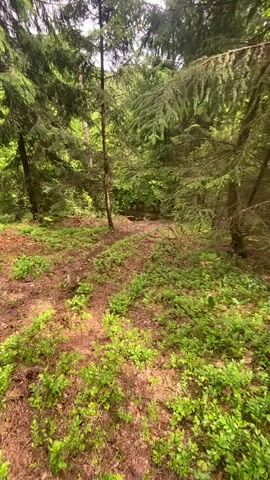 The video shows a forested area with a dirt ground covered in leaves and some green plants. A dirt bike approaches from a distance, maneuvering through the trees, and then comes closer to the camera. The bike is red and white. The environment is heavily wooded with tall, thin trees.