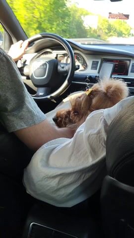 The video shows a person driving an Audi. In the passenger seat, a small, light brown dog rests on a white shirt, seemingly content. A "Pussy Wagon" air freshener hangs from the rearview mirror. The scenery outside the car windows is mostly green trees and road. The dog is the most prominent element in the frame, with the driver's hand visible on the steering wheel. The interior of the car is clean and well-maintained.