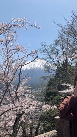 A clear day provides a scenic view of Mount Fuji in Japan, framed by blossoming cherry trees, with a woman standing in the foreground. The mountain's peak is capped with snow, and the city nestles at its base. The trees are blooming with pink and white cherry blossoms. The woman, wearing a brown jacket, stands at a wooden railing. She adjusts her stance, her face partially obscured by the trees.