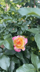 Rose garden documented in bloom in Lozarevo, Bulgaria