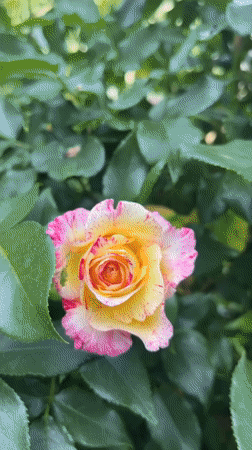 Rose garden documented in bloom in Lozarevo, Bulgaria