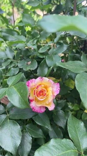 Rose garden documented in bloom in Lozarevo, Bulgaria