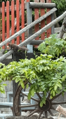 Morning wildlife and domestic moments documented in Wisła, Poland