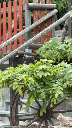Morning wildlife and domestic moments documented in Wisła, Poland
