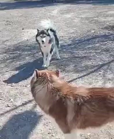 The video shows two husky dogs in a dusty, outdoor area. The dog in the foreground is brown and white, while the dog in the background is gray and white. Both dogs are panting, suggesting they might be warm or have been active. The ground is covered in dirt and small pebbles. Behind the dogs, there are trees casting shadows across the ground. The overall lighting indicates it is daytime. There is no clear action or interaction beyond the dogs simply standing and panting.