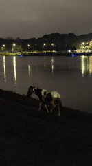 Nighttime scenes captured around Da Lat's Xuan Huong Lake