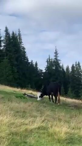 The video shows a herd of cows grazing in a mountainous, grassy meadow. The sky is overcast with patches of blue. There are evergreen trees scattered throughout the meadow and covering the mountain slopes in the background. The cows are different colors: black and white, brown and white, and brown. They are eating grass, and sometimes they look up and move around.