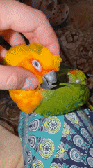 Morning parrot selfies and dewdrops in Udelnaya garden