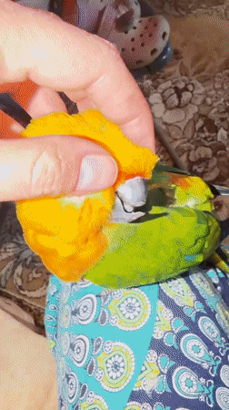 Morning parrot selfies and dewdrops in Udelnaya garden