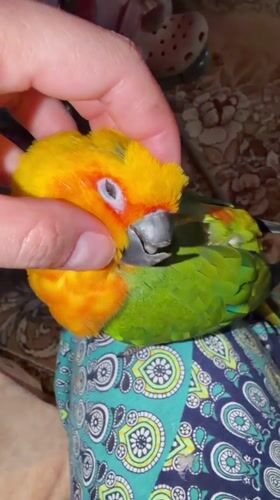Morning parrot selfies and dewdrops in Udelnaya garden