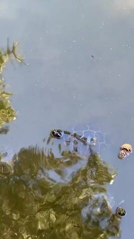 The video shows a high-angle view of several turtles swimming in a pond. The water is murky, with reflections of trees or other foliage on the surface. At least three turtles are visible, moving slowly through the water. There's some debris or plant material floating near the turtles. The water is still, with only slight ripples disturbing the surface.
