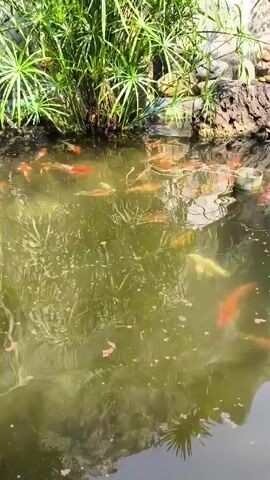 The video shows a koi pond with multiple koi fish swimming in it. The water is somewhat murky, reflecting the surrounding greenery. A bush or cluster of plants with long, thin leaves grows along the edge of the pond, providing a natural backdrop. The pond's border is constructed with rocks and what appears to be some kind of brick or stone structure. Light reflects off the surface of the water.