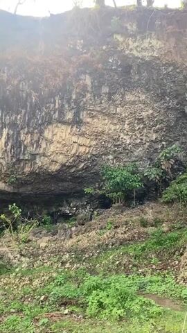 The video shows a natural landscape featuring a rocky cliff or steep embankment covered in vegetation. The camera slowly pans upwards, revealing the textured rock face, which has various shades of brown, grey, and some lighter patches. Numerous green plants and bushes grow on the lower parts of the slope and at the base of the cliff. Further up, a prominent banana plant is visible on the right side. At the top of the cliff, several large, leafy trees are silhouetted against a bright, clear sky. Sunlight causes a lens flare at times as the camera moves, indicating it is daytime. There are no people or visible text in the video. The scene depicts a rugged, overgrown natural environment.