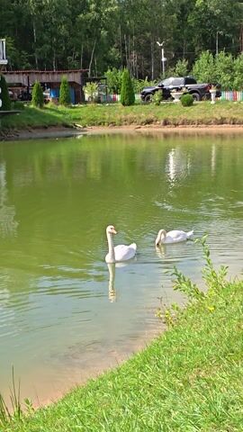 This media file captures a serene scene by a pond in Dorishchi, Russia. Two white swans are the primary subjects, gracefully gliding through the murky green water. One swan is actively feeding, its head submerged in the pond, while the other swims serenely, its long neck extended.

The setting is a natural one, with lush green trees bordering the pond on the left side of the frame. The bank of the pond is covered in vibrant green grass, and a sandy patch is visible on the right. In the background, on the left bank, a few buildings with wooden structures and some colorful decorations suggest a human presence or perhaps a park area. A dark-colored vehicle is also parked nearby, alongside a row of neatly trimmed evergreen bushes. The sunlight suggests it's a bright, clear day, likely daytime given the illumination.

There are no people visible in the frame, and the overall mood is peaceful and tranquil, highlighted by the calm movements of the swans and the natural beauty of the environment. The image appears to be a still from a video, as indicated by the timestamp "00:00" in the bottom left corner. No text is clearly visible within the frame itself, other than the timestamp.
