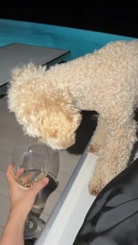 A light-colored, curly-haired dog, possibly a poodle, is leaning over a glass of liquid held by a person's hand. The dog's head is partially submerged in the glass. The person's hand is visible from the wrist down, holding the stem of the glass. The dog is standing on the edge of a lounge chair. In the background, a swimming pool with blue water is visible, and the scene is illuminated by dim lighting, suggesting it is nighttime. The person's legs, covered in dark fabric, are also visible, and their feet are bare. The overall environment appears to be an outdoor setting, possibly a patio or deck area.