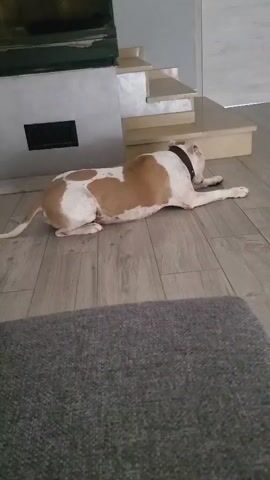 A white and tan pit bull dog lies on a wooden floor in a room with a gray rug in the foreground. The dog is facing right with its head turned slightly towards the camera. Behind the dog are stairs and a fireplace. The dog briefly lifts its head and shifts its weight.
