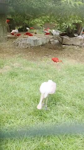 This is a close-up, vertical shot of a white bird with pinkish markings on its chest, standing in lush green grass. Its beak is long and straight, and it appears to be grooming its neck. In the background, several bright red birds, likely scarlet ibis, are visible foraging and standing on a rocky area. The environment appears to be an outdoor enclosure, possibly a zoo or sanctuary, with some trees and foliage in the distance. The lighting suggests it is daytime, possibly overcast. The white bird is the primary focus in the foreground.