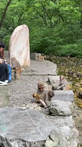 The video shows a group of monkeys interacting with a couple in a natural setting.  A man and woman are sitting on a ledge next to a large rock formation. Several monkeys are scattered around them on the ground, with some close to the couple and others further away, near a small stream and a dense forest. One monkey is standing upright, near the couple, while another one sits nearby. A mother monkey is cradling a baby monkey, while another monkey is seated a short distance away. There is a small stream in the background with trees growing along the water. Another monkey is visible in the background, near the stream. The scene suggests a park or natural reserve where monkeys and humans can coexist.