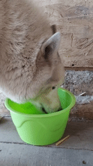Husky relaxes and plays on a backyard deck in Kamenka