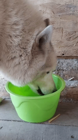 Husky relaxes and plays on a backyard deck in Kamenka