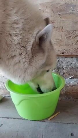 A light brown dog is eating from a bright green bowl. The dog's head is mostly down in the bowl, and its face is obscured by its fur and the bowl itself. Only its snout and lower jaw are clearly visible. The dog has dark eyes and alert ears, though they are turned slightly backward. Its fur appears thick and fluffy, suggesting it might be a breed suited for colder climates.

The bowl is plastic and has a slightly worn appearance. It contains a small amount of liquid, possibly water, and some solid food items. A small piece of what looks like a wooden stick lies on the ground next to the bowl.

The setting appears to be outdoors or in a rustic structure. The background consists of wooden planks, likely part of a wall or fence. There are some rough-textured grey surfaces below the wooden planks, possibly concrete or dirt. The lighting suggests it's daytime, with no strong shadows indicating a specific time. The overall impression is of a casual, everyday moment.