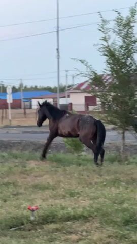 A brown horse with a black mane and tail runs across a grassy field near a road. The horse is moving from left to right in the frame. In the background, there are houses with blue and red roofs, a street light, and a fence. A white car is driving on the road. There are also some small green bushes and trees in the foreground and background. The sky is light blue and overcast.
