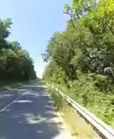 The video shows a first-person perspective of traveling down a road lined with trees. The road appears to be paved, and there is a white barrier or railing on the right side of the road. The sky is blue and clear, suggesting it is daytime and likely sunny. The trees are lush and green, indicating a warm season, possibly spring or summer. The camera is moving, indicating the footage is from a vehicle or bicycle. There are no people clearly visible in the short clips, and no specific objects or interactions are highlighted. The scene is serene and depicts a typical scenic drive or ride through a wooded area.