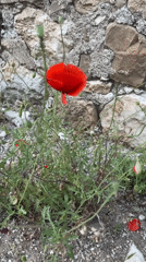 Spring wildflowers bloom among ancient ruins in Kumluca, Turkey