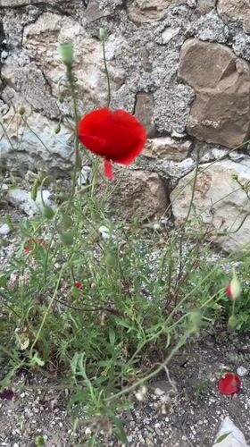 Spring wildflowers bloom among ancient ruins in Kumluca, Turkey