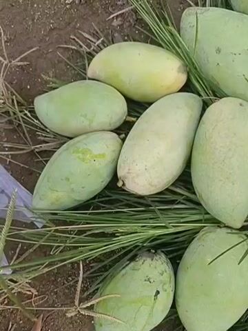 This is a close-up, top-down shot of a pile of unripe, green mangoes lying on the ground, interspersed with dry grass. The mangoes vary in size and shape, with some being more oval and others more elongated. Their skin is a light green, with some showing faint yellowing or small blemishes. The ground appears to be dirt, possibly soil. The lighting is even, suggesting it could be daytime, and there are no strong shadows, hinting at possibly overcast weather or diffused sunlight. The scene is likely outdoors in a rural or agricultural setting, given the presence of dirt and grass. The focus is entirely on the fruit, suggesting the purpose of the media is to showcase the mangoes, perhaps for sale or harvest. There is no visible text in the frame.