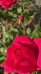 Spring blooms documented in Venafro gardens at dawn