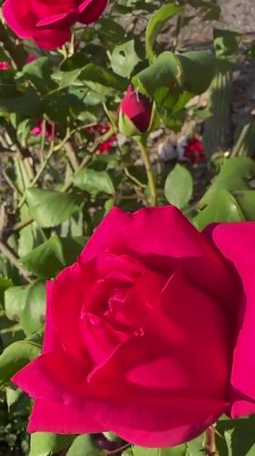 Spring blooms documented in Venafro gardens at dawn
