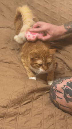 Cat grooming session captured in Bar, Montenegro