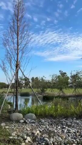 The video shows a tranquil landscape with a small pond in the foreground. The sky is a bright blue with scattered, wispy clouds. A few bare trees stand on the left side of the frame, supported by wooden braces. The edge of the pond is lined with rocks and green vegetation. In the background, there is a grassy field with several small, leafy trees, also supported by braces. The ground in the immediate foreground is covered with pebbles. The scene appears peaceful and serene.
