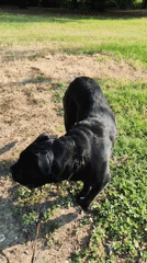 Morning stroll with a dog, close looks at flowering and fruiting plants.