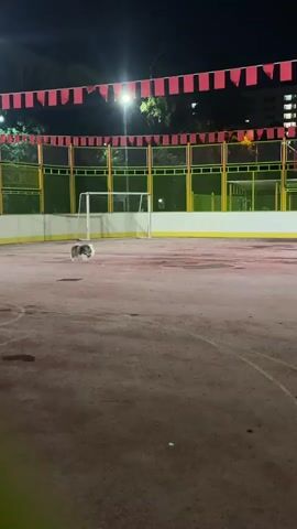 Two dogs are playing on a red sports court at night. The court is enclosed by a green and yellow fence and illuminated by artificial lights. Red pennant flags are strung above the fence. A white soccer goal and a basketball hoop are visible in the background. One dog is primarily white with some dark markings, and the other is dark and white. They run across the court, appearing to chase each other.