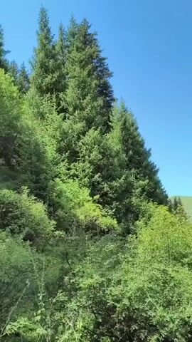 The video shows a view of a forest with tall evergreen trees and lush green foliage under a clear blue sky. Sunlight filters through the trees, creating bright spots and shadows. A narrow, overgrown path is visible winding through the undergrowth. The camera appears to be moving through the forest, giving a sense of exploration. There are no people or animals visible in the video.