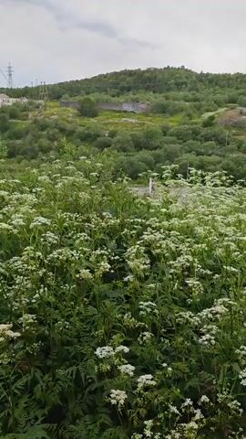 The video shows a panoramic view of a natural landscape with a path winding through it. The foreground is dominated by lush green vegetation and an abundance of white flowers, possibly cow parsnip, stretching across the frame. Beyond the wildflowers, a gentle, tree-covered slope rises, with evidence of human development such as a small building and some scattered structures. In the background, a larger building complex is visible, suggesting a nearby town or settlement. The sky is overcast with a mix of grey and lighter clouds, indicating a diffused lighting condition. The camera pans slowly from left to right, revealing more of the scenery, including a dirt path on the right side of the frame. The overall impression is one of nature reclaiming or coexisting with human habitation, with a focus on the wild flora.