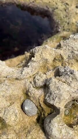 The video captures a close-up view of a tide pool nestled in weathered, porous rock. The rock itself is a sandy, yellow-brown color with a rough, textured surface, dotted with small, white, shell-like protrusions. Within the tide pool, the water is clear, revealing a bed of green and white pebbles. Darker, reddish-brown seaweed or algae clusters towards the deeper end of the pool. In the foreground, a single, small, grey limpet clings to the rock. The background shows the blurred expanse of the ocean and sky. The camera pans slowly, giving a slightly shaky but steady view of the natural rock formation and its contained aquatic life.