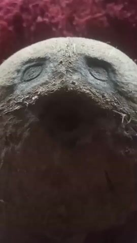 The video shows a close-up shot of a coconut with a carved face on it. The coconut is brown and appears to have a rough texture. The carved face has two oval eyes and a circular mouth. The background is out of focus and appears to be a dark red, fuzzy surface. The lighting is dim, creating shadows on the coconut. There are no people or actions depicted in the video.