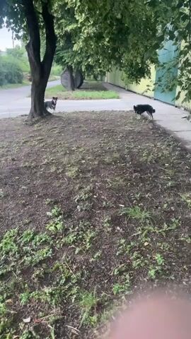 The video features two medium-sized dogs, both appearing black with tan markings, interacting outdoors in Kinchesh, Ukraine. One dog stands on the left, positioned under a large, leafy tree with a prominent trunk, looking towards the right side of the frame. The second dog, similar in appearance but with noticeable white markings on its paws and chest, stands on a patch of bare earth mixed with sparse green weeds on the right, facing the first dog.

The dogs are actively barking at each other, as indicated by the audio. The ground consists mainly of dry, dark earth with patches of green foliage. In the background, behind the dog on the left, a paved road or path extends into the distance, with two large, dark, cylindrical objects (possibly barrels or tanks) visible further down. On the right side of the frame, a light green building wall runs alongside a paved path. The scene is illuminated by natural daylight, suggesting an overcast or early morning/late afternoon setting. No people are visible.