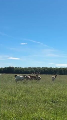 A herd of deer grazes in a sunlit grassy field under a bright blue sky with wispy clouds. The deer are of various colors, including brown and white. A dense line of trees forms the background of the scene. The overall impression is of a peaceful pastoral landscape.