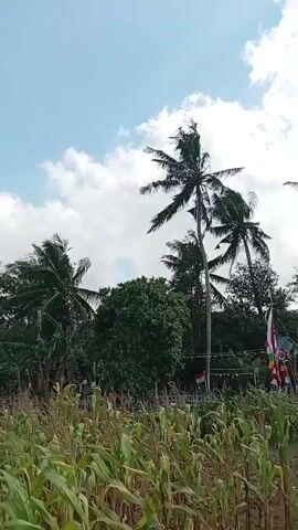 The video captures a view of a field of corn with tall palm trees and other dense foliage in the background under a bright blue sky with scattered white clouds. The camera pans slowly from right to left, showing the swaying of the corn stalks and the tops of the trees in what appears to be a gentle breeze. In the distance, small red and white flags are visible amidst the trees. The lighting suggests it is daytime, likely under sunny conditions.