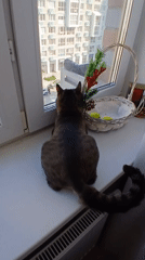Cat, roses, broken glass captured in Yekaterinburg morning sequence
