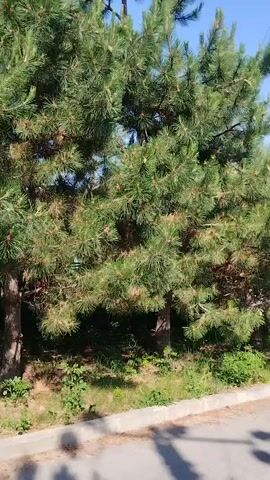 The video shows a side-view of lush green pine trees swaying gently in the breeze under a clear blue sky. Sunlight dapples through the branches, highlighting the texture of the needles and the subtle shadows cast on the ground. The trees are situated next to a paved road with a concrete curb, and some undergrowth is visible at their base. The camera appears to be moving slowly from left to right, capturing the natural beauty of the trees and their surroundings.