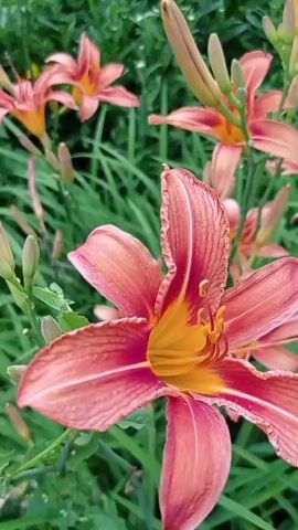The video pans across a cluster of orange and pink lilies surrounded by lush green grass. Several lilies are in full bloom, while others are still developing as buds. The camera movement is smooth and steady, giving a clear view of the flowers and their surroundings. The lighting suggests it is daytime, possibly morning or late afternoon, with a soft, natural glow. The overall scene is one of natural beauty and tranquility, with the vibrant colors of the lilies standing out against the green foliage. There are no people or animals visible in the frame. The focus is solely on the botanical elements of the scene.