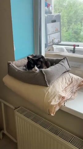 A black and white cat lies in a pet bed on a windowsill. The cat yawns, showing its teeth and tongue. The cat then blinks its blue eyes and looks directly at the camera. A radiator is visible below the windowsill, and trees are visible through the window.